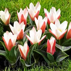 Bulbi Lalele Heart's Delight (Tulip)