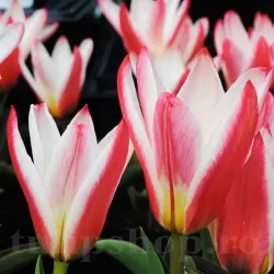 Bulbi Lalele Heart's Delight (Tulip)