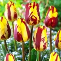 Bulbi Lalele Helmar (Tulip)