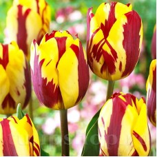 Bulbi Lalele Helmar (Tulip)