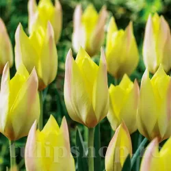 Bulbi Lalele Honky Tonk (Tulip)