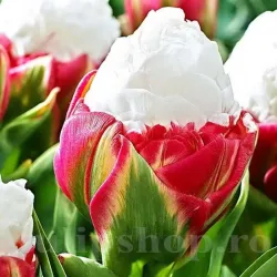 Bulbi Lalele Ice Cream (Tulip)