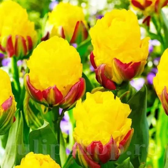 bulbi lalele ice cream banana