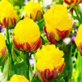 Bulbi Lalele Ice Cream Banana (Tulip)