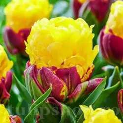 Bulbi Lalele Ice Cream Banana (Tulip)