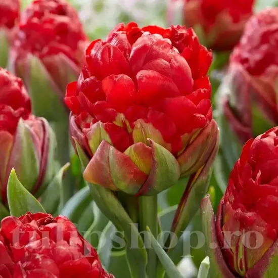 Bulbi Lalele Ice Cream Cranberry (Tulip) bulbi lalele ice cream cranberry de colectie inflorire primavara