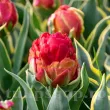 Bulbi Lalele Ice Cream Sorbet (Tulip) bulbi lalele ice cream sorbet de colectie inflorire primavara 110x110