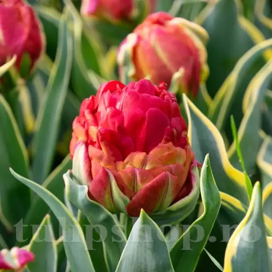 Bulbi Lalele Ice Cream Sorbet (Tulip) bulbi lalele ice cream sorbet de colectie inflorire primavara