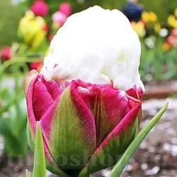 Bulbi Lalele Ice Cream (Tulip)