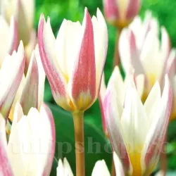 Bulbi Lalele Ice Stick (Tulip)