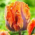 Bulbi Lalele Irene Parrot (Tulip)
