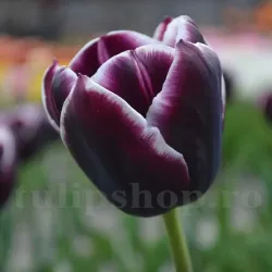 Bulbi Lalele Jackpot (Tulip)