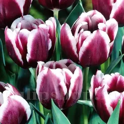 Bulbi Lalele Jackpot (Tulip)