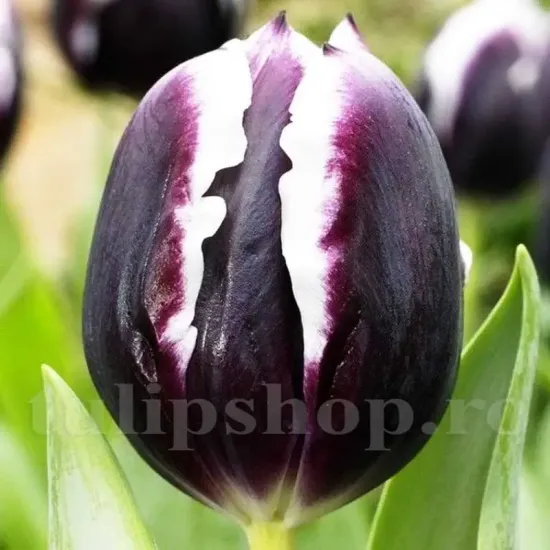 bulbi lalele jackpot3