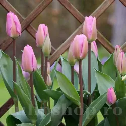 Bulbi Lalele Janis Joplin (Tulip) Bulbi Lalele Janis Joplin (Tulip)