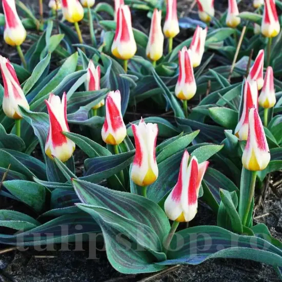 bulbi lalele johann strauss