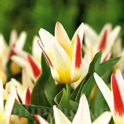 Bulbi Lalele Johann Straus (Tulip)