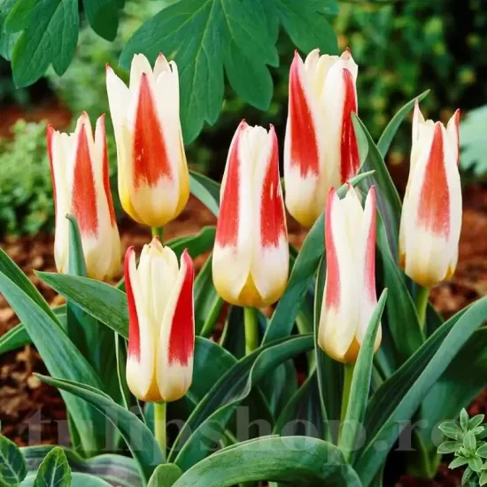 bulbi lalele johann strauss3