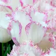 Bulbi Lalele Lady Smile (Tulip) bulbi lalele lady smile franjurate tulipshop 110x110