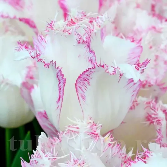 Bulbi Lalele Lady Smile (Tulip) bulbi lalele lady smile franjurate tulipshop