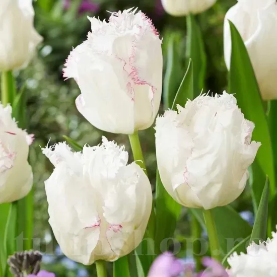 Bulbi Lalele Lady Smile (Tulip) bulbi lalele lady smile plantare toamna gradina