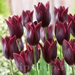 Bulbi Lalele Lasting Love (Tulip)