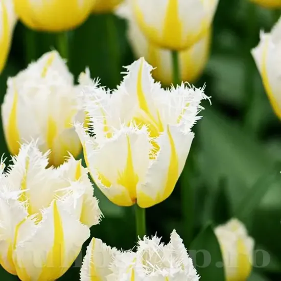 Bulbi Lalele Lemon Beauty (Tulip) bulbi lalele lemon beauty alb galben timpurii