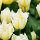 Bulbi Lalele Lemon Beauty (Tulip) bulbi lalele lemon beauty alb galben timpurii