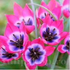 Bulbi Lalele Little Beauty (Tulip)