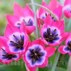 Bulbi Lalele Little Beauty (Tulip)