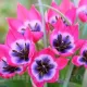 Bulbi Lalele Little Beauty (Tulip) bulbi lalele little beauty roz centru albastru