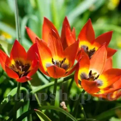 Bulbi Lalele Little Princess (Tulip)