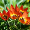 Bulbi Lalele Little Princess (Tulip)