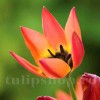 Bulbi Lalele Little Princess (Tulip)