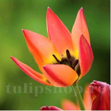 Bulbi Lalele Little Princess (Tulip)