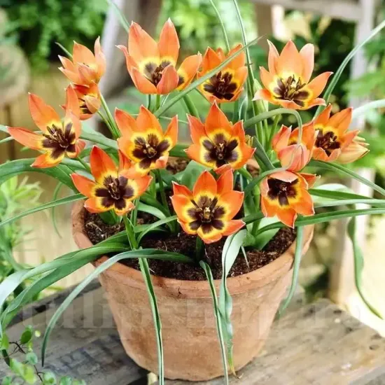 bulbi lalele little princess3