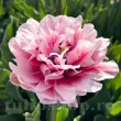 Bulbi Lalele Magic Sensation (Tulip) bulbi lalele magic sensation purpuriu toamna 110x110