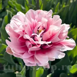 Bulbi Lalele Magic Sensation (Tulip) Bulbi Lalele Magic Sensation (Tulip)