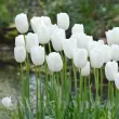 Bulbi Lalele Maureen (Tulip) bulbi lalele maureen albe elegante toamna 110x110