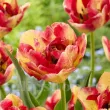 Bulbi Lalele Mayfair (Tulip) bulbi lalele mayfair purpuriu plantare toamna 110x110