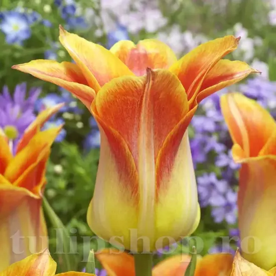 Bulbi Lalele Moonblush (Tulip) bulbi lalele moonblush caisa plantare toamna