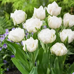 Bulbi Lalele Mount Tacoma (Tulip)