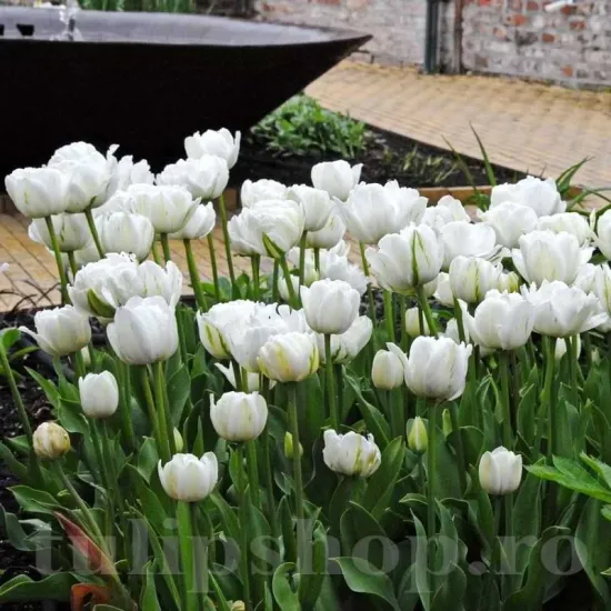 Bulbi Lalele Mount Tacoma (Tulip) bulbi lalele mount tacoma plantare toamna gradina