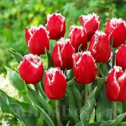 Bulbi Lalele New Santa (Tulip)