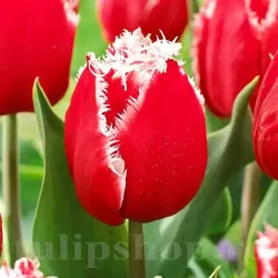 Bulbi Lalele New Santa (Tulip)