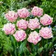 Bulbi Lalele Newcastle (Tulip) bulbi lalele newcastle roz franjurate margini albe