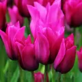 Bulbi Lalele Night Club (Tulip)