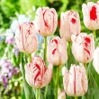 Bulbi Lalele One Direction (Tulip) bulbi lalele one direction rembrandt inflorire primavara 110x110