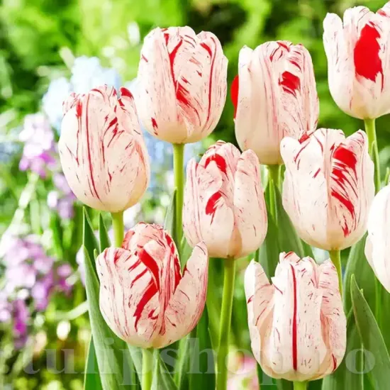 Bulbi Lalele One Direction (Tulip) bulbi lalele one direction rembrandt inflorire primavara