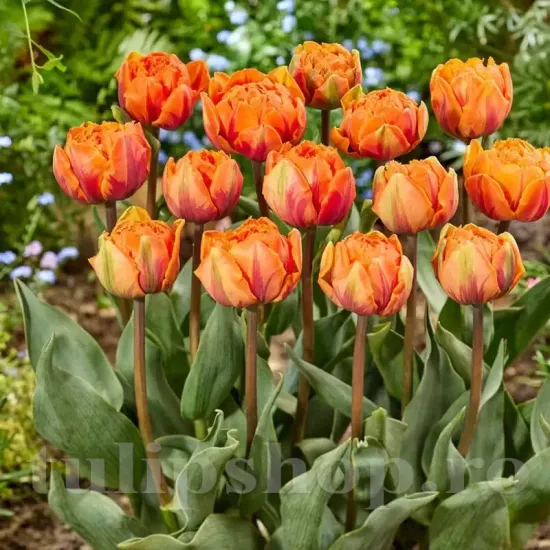 Bulbi Lalele Orange Princess (Tulip) bulbi lalele orange princess bujor parfumate toamna